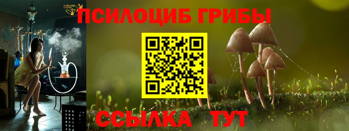 Псилоцибиновые грибы Psilocybe Скопин